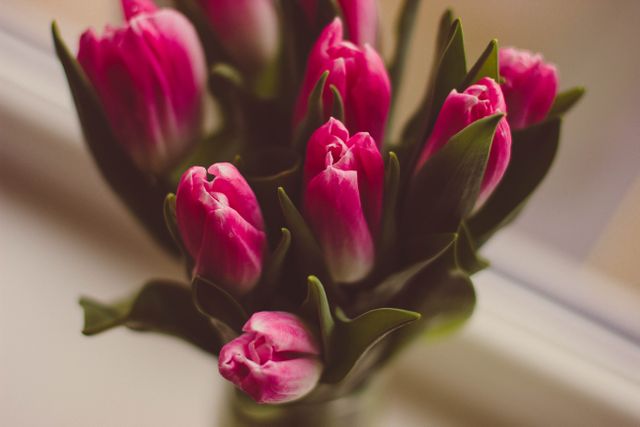 Bouquet of Pink Tulips with Soft Focus Close-up - Download Free Stock Photos Pikwizard.com