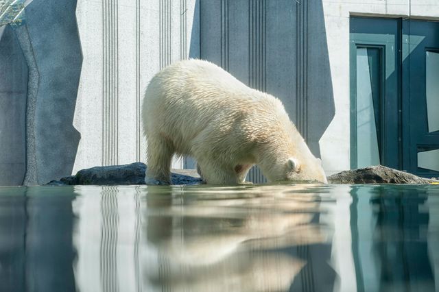Polar bear is drinking water, showing reflection in zoo's urban habitat. Suitable for content on wildlife conservation, animal behavior in zoos, educational use in wildlife biology, and promoting wildlife photography.