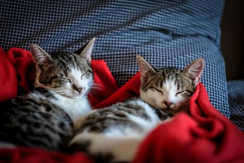Cozy Kittens Sleeping Peacefully in Warm Blanket