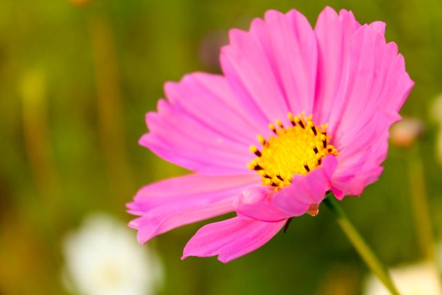Close-up of a vibrant pink cosmos flower with yellow center, showcasing detailed petals and vivid colors. Perfect for nature enthusiasts, floral-themed projects, gardening blogs, botanical studies, and seasonal greetings. Ideal for backgrounds, wallpapers, and nature-focused publications.
