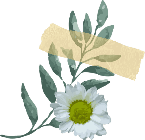 Transparent background with botanical white daisy illustrations
