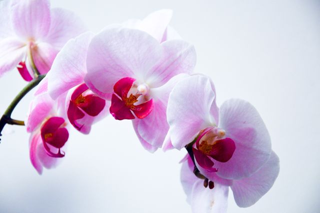 Exquisite white and pink orchid blossoms against a soft light background. Ideal for use in projects related to nature, interior decoration, floral arrangements, botany studies, and serene backgrounds. Perfect for greeting cards, websites, brochures, and home décor posters.