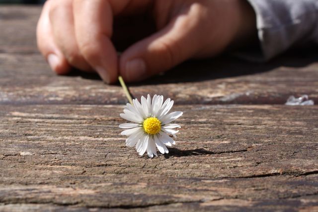 Dandelion Flower on Brown Wooden Table - Download Free Stock Photos Pikwizard.com