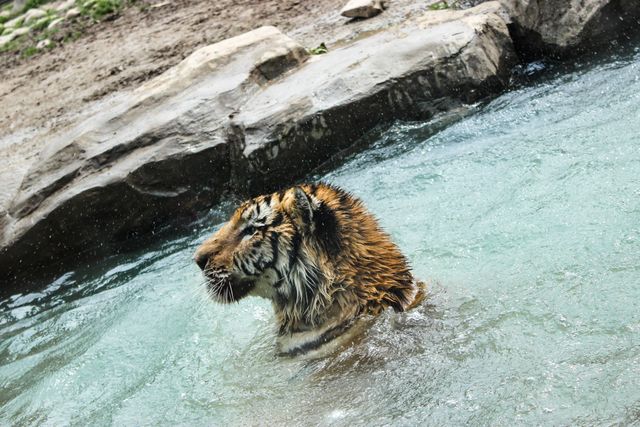 Tiger half-submerged in clear lake with rocky shoreline. Ideal for wildlife conservation, endangered species awareness, nature documentaries, teaching about habitat and behavior of tigers, zoology, and educational materials about wild animals in their natural environment.