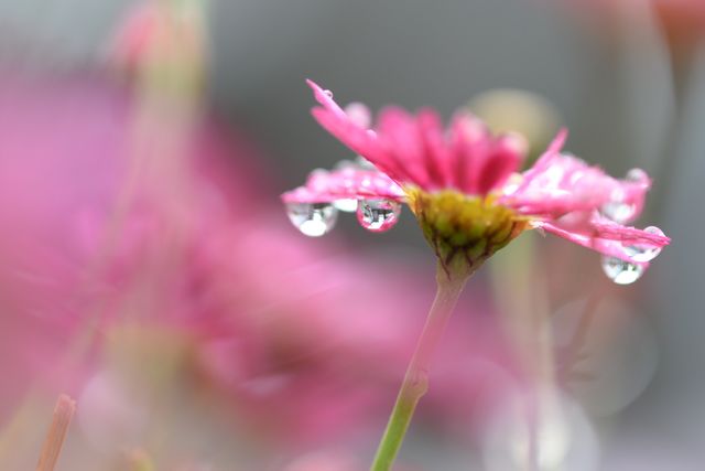 Delicate pink flower adorned with morning dew droplets, captured in a close-up shot. This image highlights the intricacy and beauty of nature, making it ideal for use in nature-themed articles, blogs, wallpapers, greeting cards, and advertisements. The serene and peaceful vibe of the image evokes a sense of calm and tranquility.