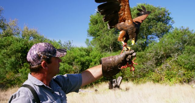 Falconer Training Bird of Prey in Outdoors Setting - Download Free Stock Images Pikwizard.com