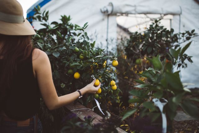 Woman Harvesting Lemons in Greenhouse Garden - Download Free Stock Photos Pikwizard.com
