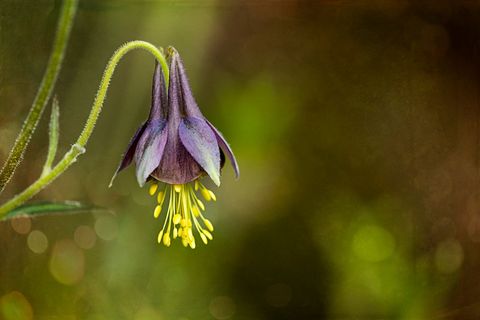 Drooping purple columbine blooming with yellow stamens and soft green bokeh background