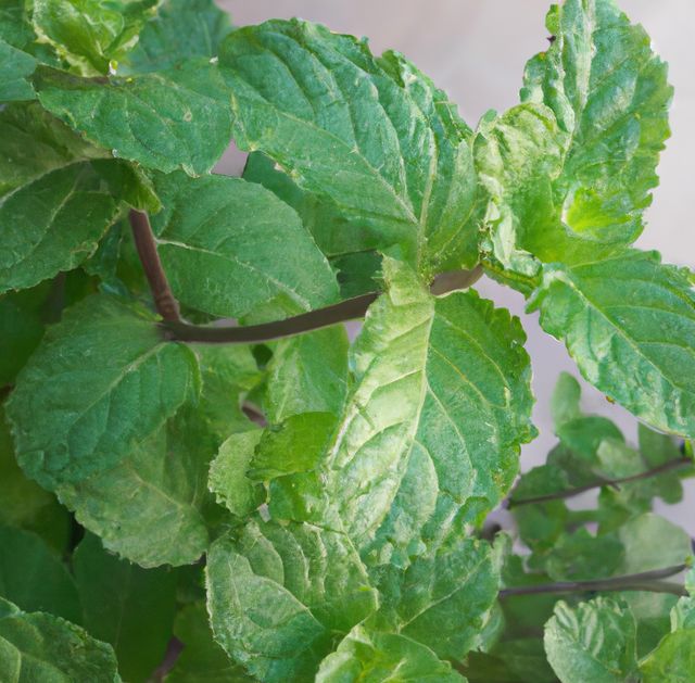 Image of close up of fresh green leaves mint plant on grey background. Plants, herbs and nature concept.