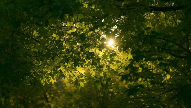 Filtering sunlight through backlit green leaves with sunburst and soft bokeh glow