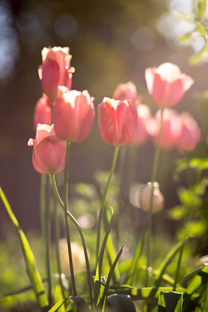 Sunlit pink tulips blooming in garden, surrounded by greenery with sunlight creating a soft glow. Suitable for use in spring-themed promotions, gardening blogs, nature photography collections, floral design inspirations, and desktop wallpapers.