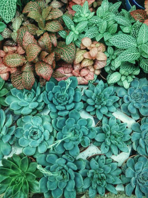 Bright and colorful arrangement of various succulents and foliage from top view, showcasing the beauty of nature and botanical patterns. Ideal for use in gardening content, home decor inspiration, botanical studies, and nature-themed art projects.