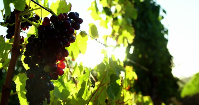 Grapes hang in clusters on a vine, illuminated by sunlight peeking through green leaves. Represents agriculture, freshness, and nature's bounty. Ideal for use in topics related to agriculture, winemaking, organic farming, or fresh produce advertisements.