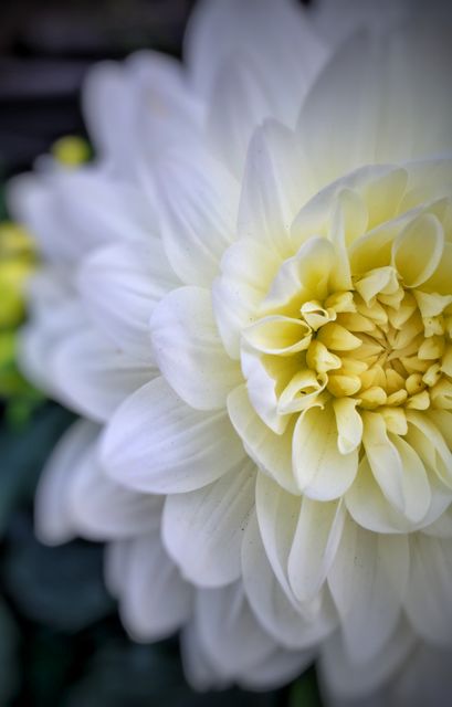 High-resolution close-up of a white dahlia in full bloom showcasing delicate petals and detailed texture. Ideal for use in nature photography collections, botanical studies, garden-themed designs, greeting cards, and floral art.