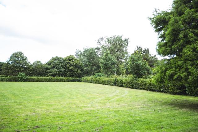 Hedge and trees in green garden, backgrounds
