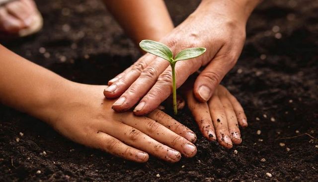 Adult and Child Planting Seedling Together in Garden Bed Hands Guiding Young Sprout Growth