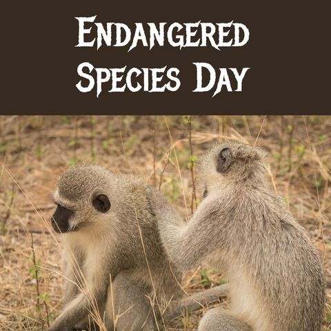 endangered species day awareness with vervet monkeys - Download Free Stock Templates Pikwizard.com