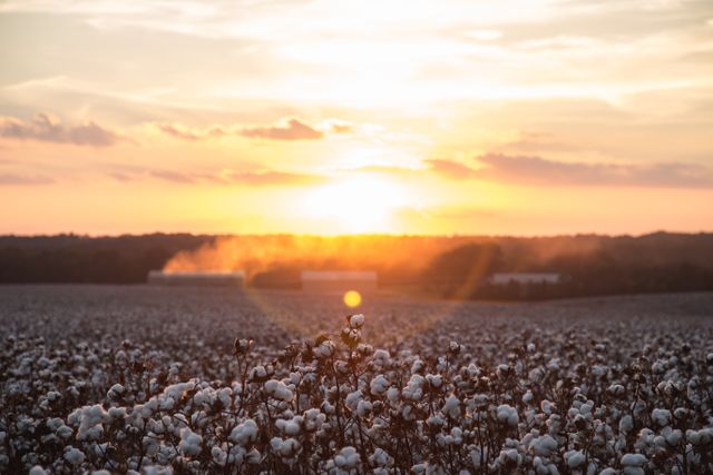 Captures the serene beauty of a vast cotton field illuminated by a warm sunset. Ideal for use in agricultural advertisements, rural lifestyle magazines, environmental awareness campaigns, and websites focusing on nature or farming. The glowing horizon enhances the tranquil and picturesque landscape.