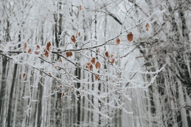 Frost-covered tree branch extending into wintry forest with remaining brown autumn leaves. Great for seasonal photography, winter-themed projects, outdoor activities, nature blogs, and environmental campaigns focusing on winter landscapes.
