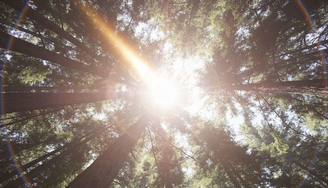 Sunlight Streaming Through Towering Redwoods with Dramatic Lens Flare and Canopy Halo