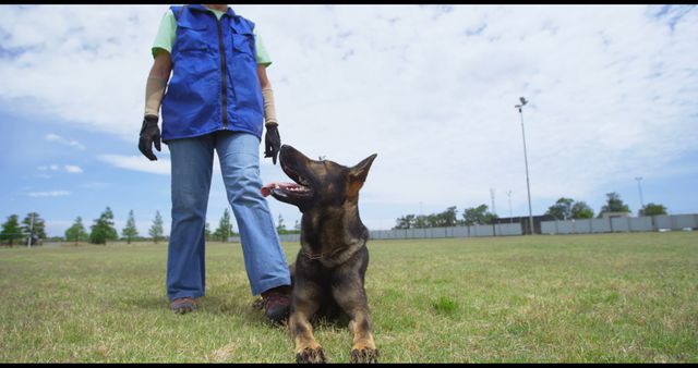 German Shepherd lying attentively on grass next to trainer in blue vest and jeans on a sunny day with a partly cloudy sky. Useful for content related to dog training, obedience classes, outdoor activities, and pet care tips.