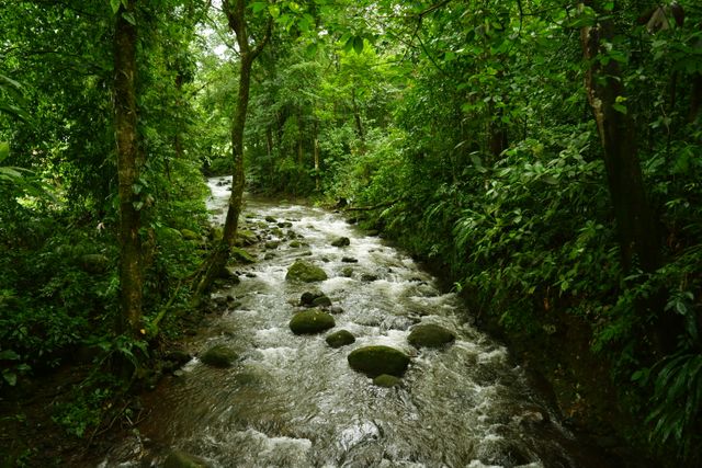 This image captures a serene forest stream flowing among lush greenery and rocky terrain. The scene highlights the natural beauty and tranquility of the wilderness, making it perfect for use in nature-inspired projects, environmental conservation campaigns, travel brochures, and wellness articles.