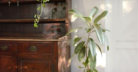 Vintage wooden furniture with botanical accents in sunlit room