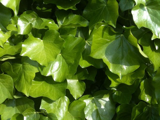This close-up showcases bright green ivy leaves illuminated by daylight, emphasizing their lush and fresh appearance. Ideal for use in nature articles, gardening websites, eco-friendly product advertisements, or educational materials focusing on botany.