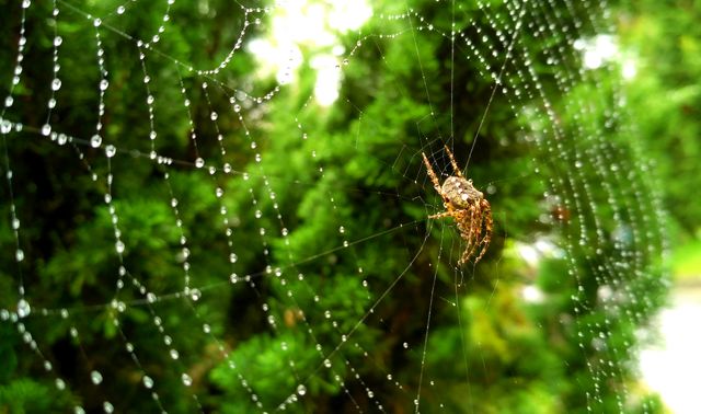 Close-up scene of a spider navigating an intricate web adorned with morning dew drops. The background features lush greenery, emphasizing the spider and web. Perfect for use in nature-themed content, educational materials on arachnids, or visually appealing designs focusing on the complexity and beauty of nature.