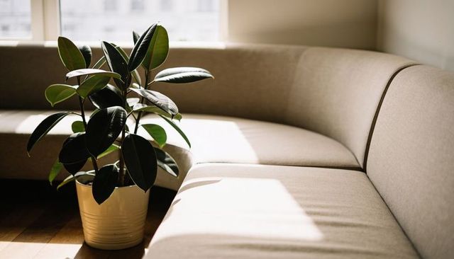 Sunlit rubber plant beside curved beige sofa creating cozy modern living room vignette