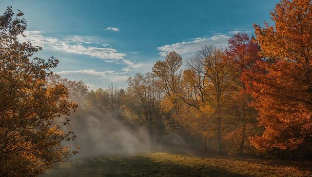 Sunlit autumn mist drifting through woodland clearing with colorful fall foliage