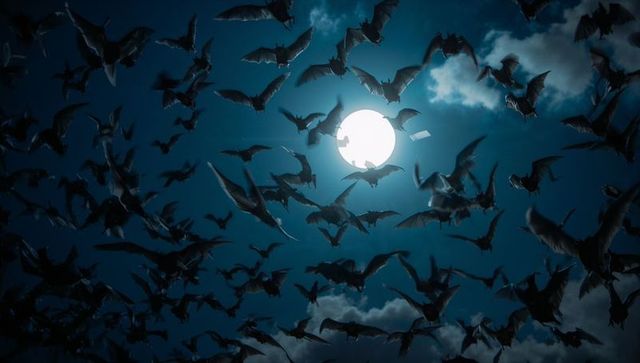 Mysterious swarm of bats soaring against moonlit sky