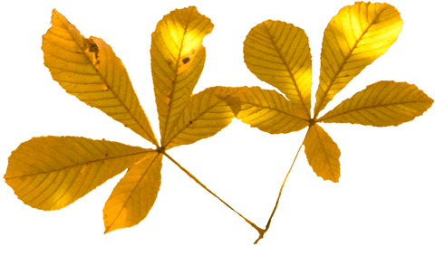 Transparent yellow chestnut leaves illustration ideal for autumn themes