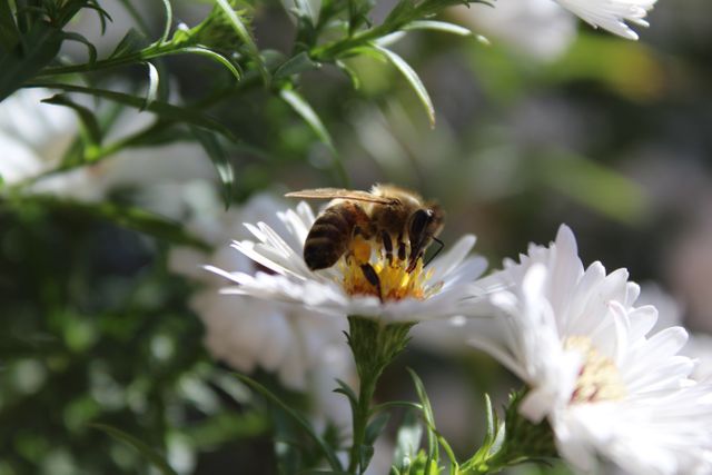 Macro shot capturing bee actively collecting nectar from white flower in garden. Highlighting natural pollination , this image can be ideal for educational materials on biology, environmental conservation campaigns, or promoting gardening and outdoor activities.