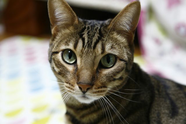 Close-Up of Tabby Cat with Green Eyes Staring - Download Free Stock Photos Pikwizard.com