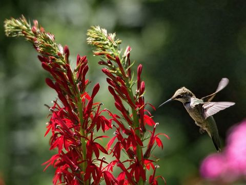 Hummingbird Hovering by Vibrant Red Flowers in Garden