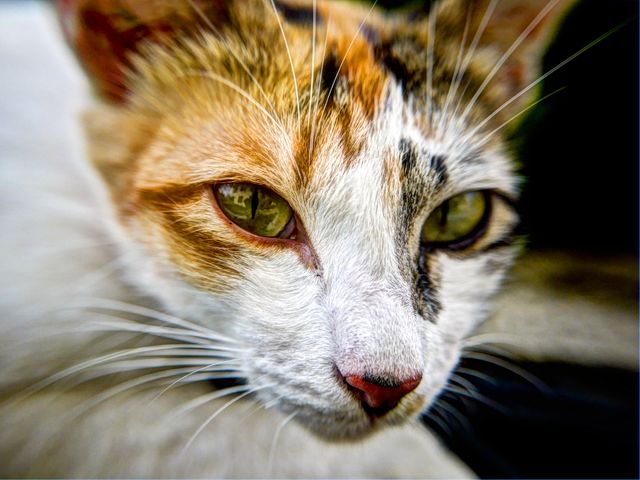 Close-Up of Calico Cat's Face with Green Eyes - Download Free Stock Photos Pikwizard.com
