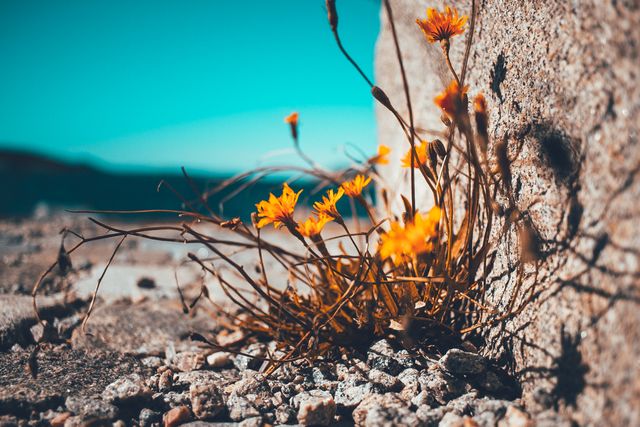 Bright yellow wildflowers growing between rocks in an outdoor natural habitat under a clear sky. Suitable for nature-themed backgrounds, gardening websites, environmental awareness campaigns, landscape photography galleries.