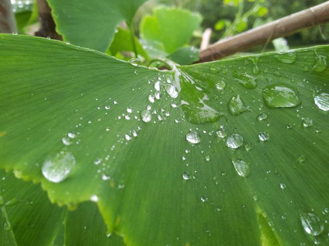 Close-up of Dew on Ginkgo Biloba Leaves in Morning Light - Download Free Stock Photos Pikwizard.com