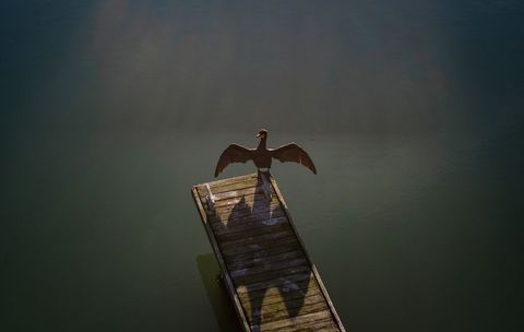 Cormorant spreading wings on weathered dock over calm water at golden hour