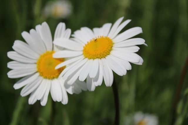 This image captures a pair of white daisies with bright yellow centers in a blooming meadow. The surrounding green background adds a natural and refreshing feel. Ideal for use in gardening websites, nature blogs, spring or summer-themed promotions, educational materials, and floral arrangements.