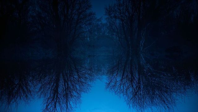 Reflecting leafless trees forming mirrored silhouettes over foggy lake under midnight blue