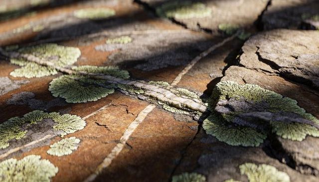 Weathered rock surface with pale green foliose lichen and crustose veins, sunlit macro texture