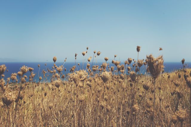 Photo depicting dry wild plants standing on a coastal meadow with the clear, blue sea in the background under a cloudless sky. The image can be used for calm and serene scenes, posters about nature trips, or eco-friendly projects.