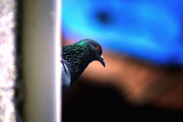 Dove Duck Pigeon - Download Free Stock Photos Pikwizard.com