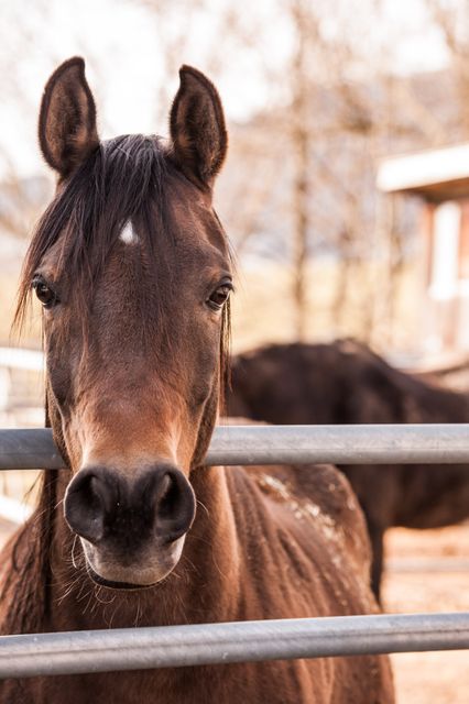 Close-up image of a brown horse looking through a metal fence in a farm setting. Ideal for use in materials related to agriculture, farm life, rural settings, and animal care. Great for decorating farm websites, equine publications, and educational resources on animal husbandry.