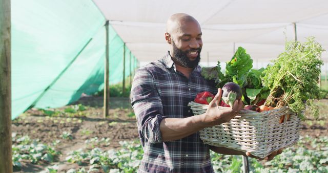 African American Farmer Harvesting Fresh Organic Vegetables in Greenhouse - Download Free Stock Images Pikwizard.com