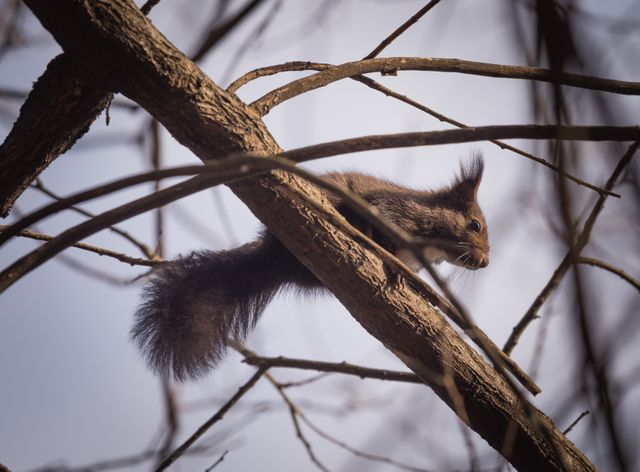 Close-up of Squirrel Climbing Tree Branch - Download Free Stock Photos Pikwizard.com