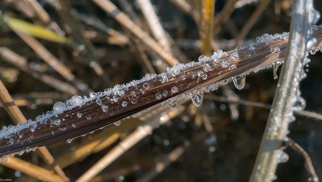 Frosted reed blade with ice crystals and dripping water droplets macro closeup marsh edge