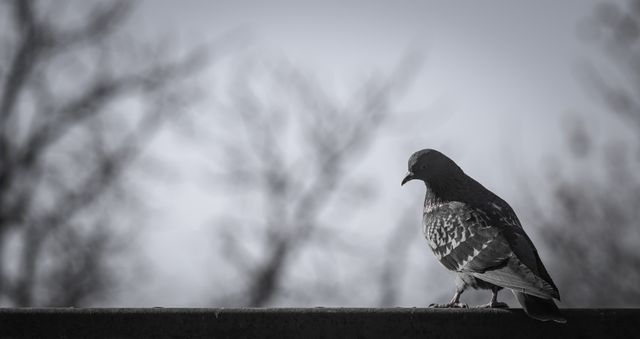 Pigeon sitting on a ledge in a calm monochromatic environment. Ideal for use in projects related to wildlife conservation, urban wildlife, photography, calmness, and nature themes. Suitable for nature blogs, educational materials, and relaxation visuals.